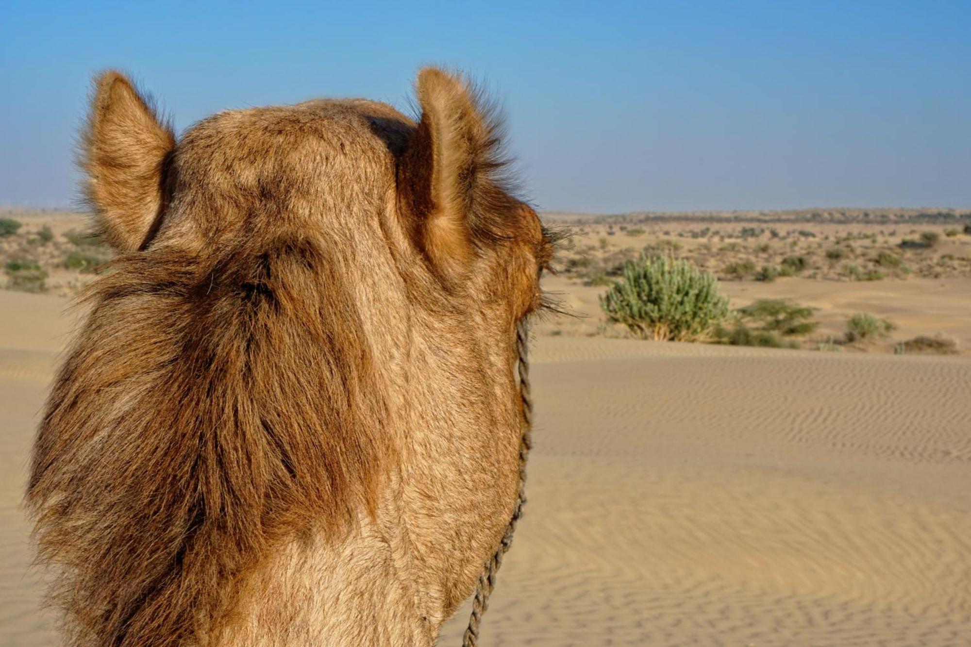 Hotel Royal Jaisalmer Zewnętrze zdjęcie