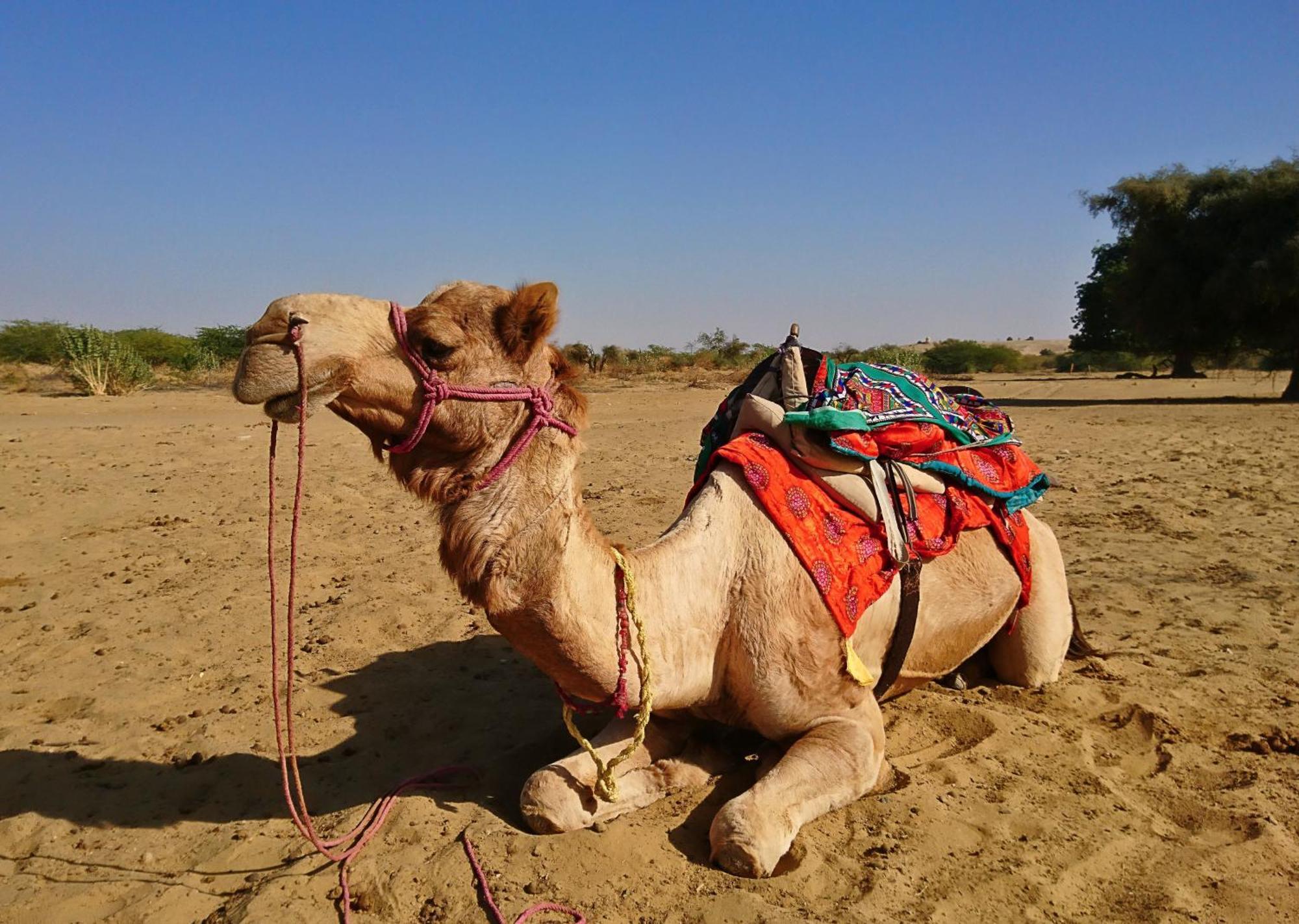 Hotel Royal Jaisalmer Zewnętrze zdjęcie