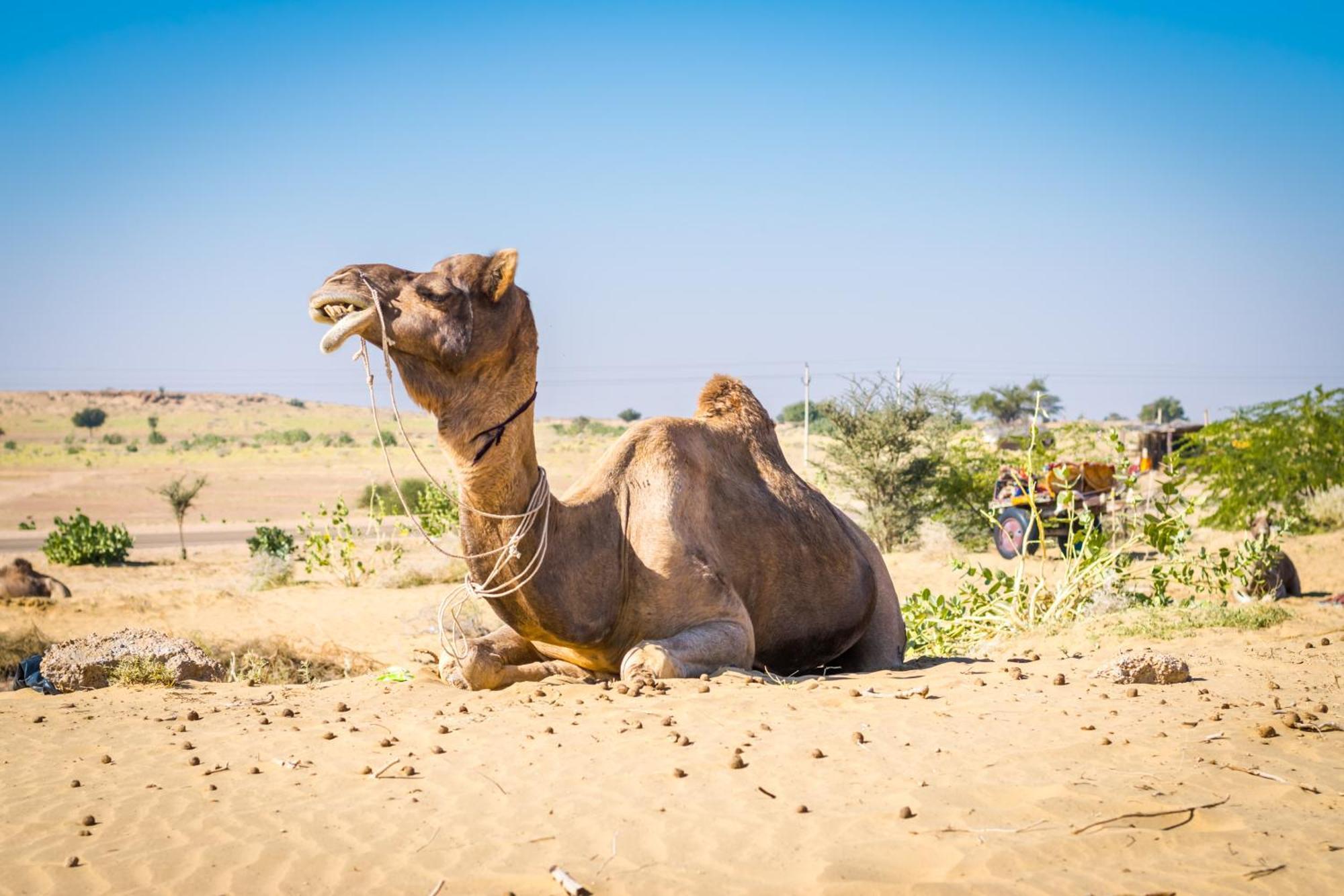 Hotel Royal Jaisalmer Zewnętrze zdjęcie